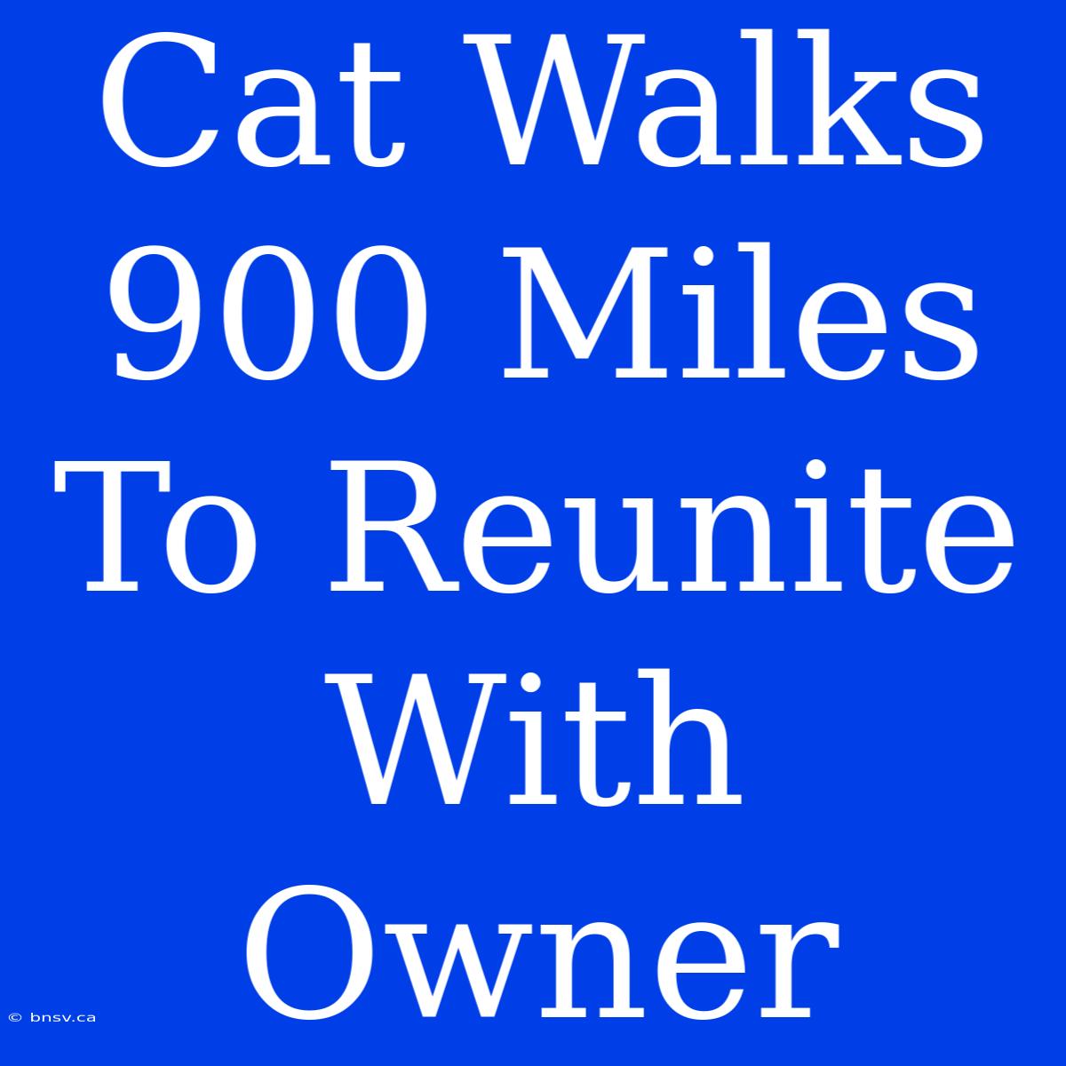 Cat Walks 900 Miles To Reunite With Owner