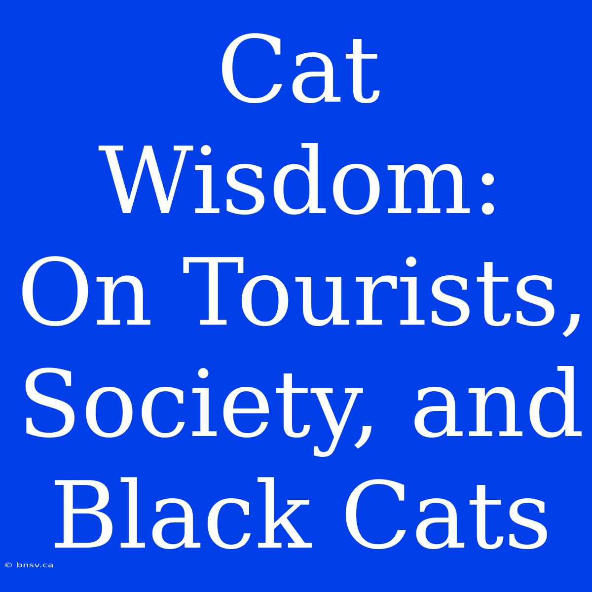 Cat Wisdom: On Tourists, Society, And Black Cats