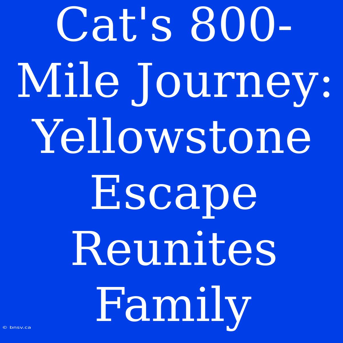 Cat's 800-Mile Journey: Yellowstone Escape Reunites Family