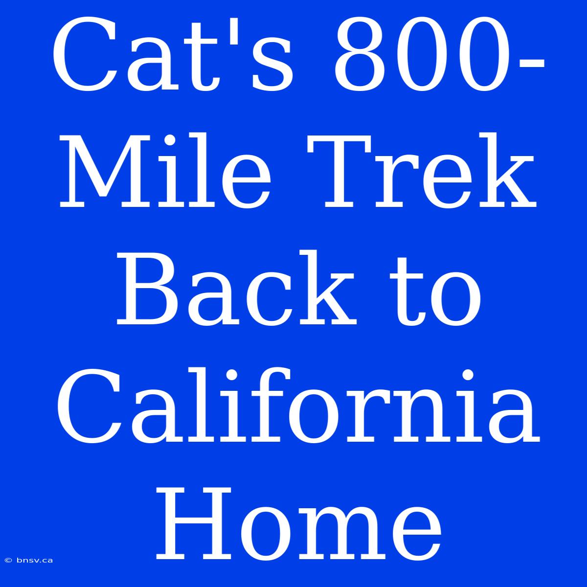 Cat's 800-Mile Trek Back To California Home