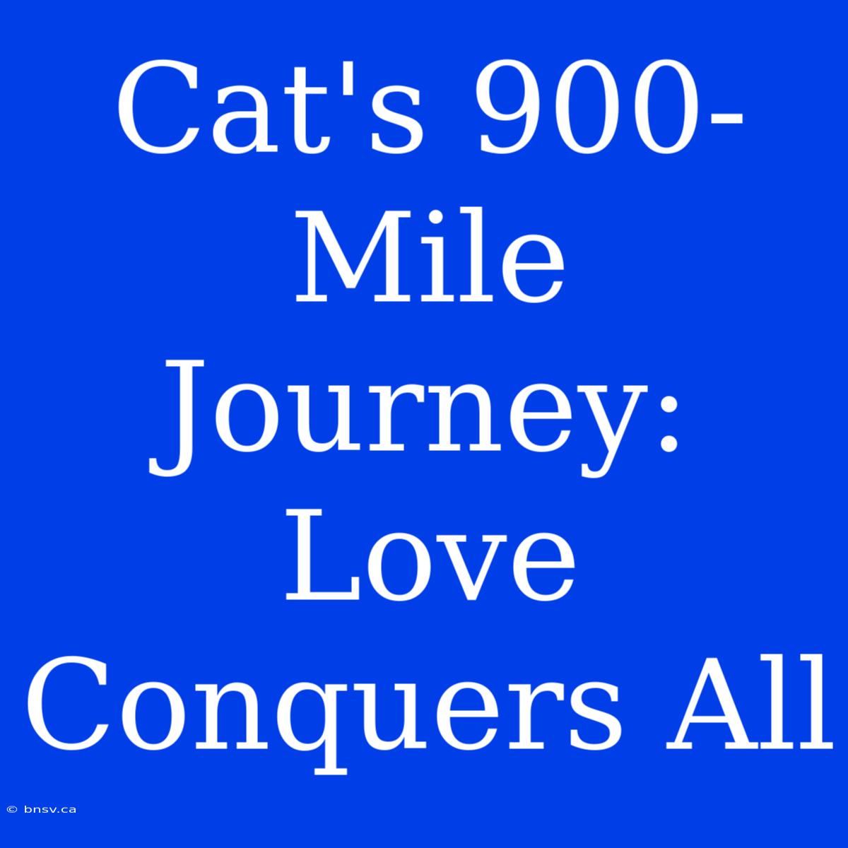 Cat's 900-Mile Journey: Love Conquers All