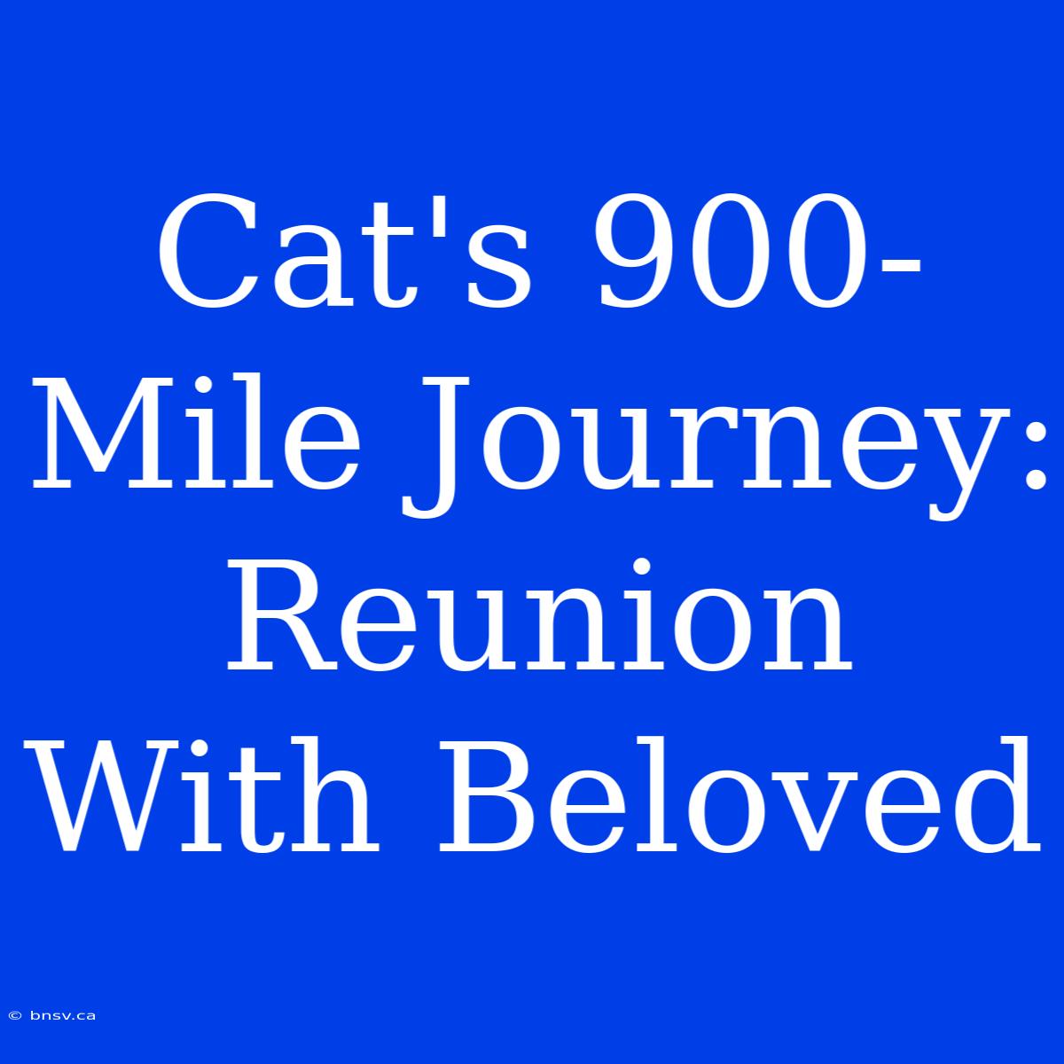 Cat's 900-Mile Journey: Reunion With Beloved