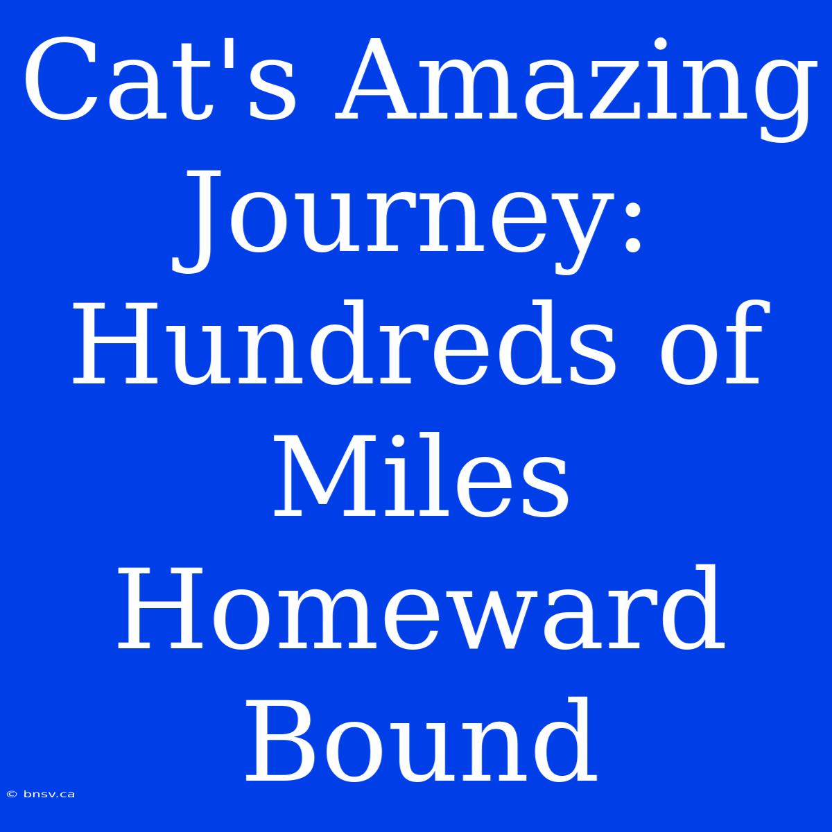 Cat's Amazing Journey:  Hundreds Of Miles Homeward Bound