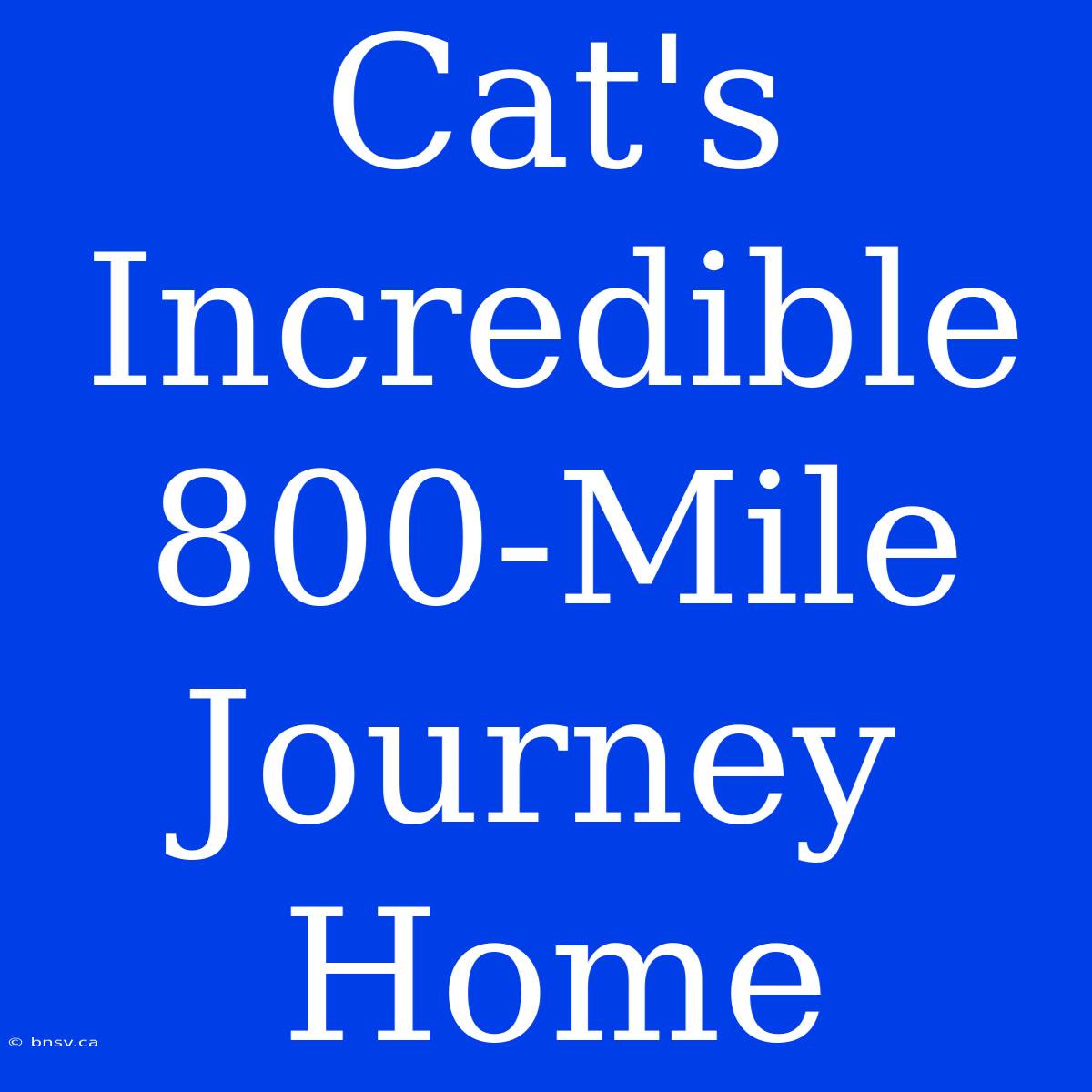 Cat's Incredible 800-Mile Journey Home