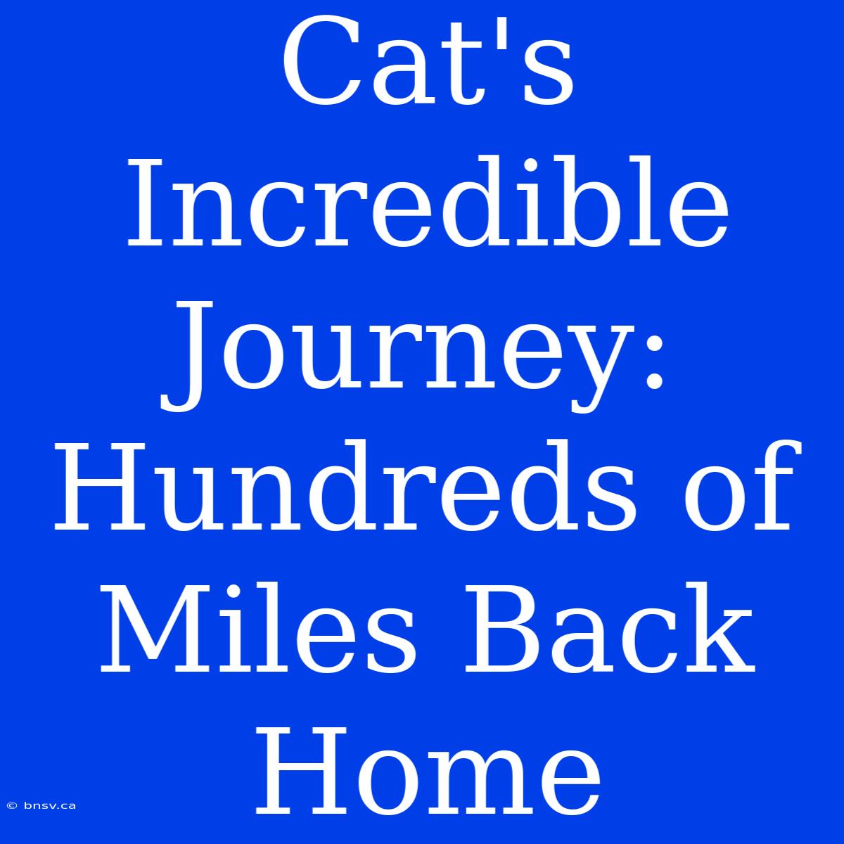 Cat's Incredible Journey: Hundreds Of Miles Back Home