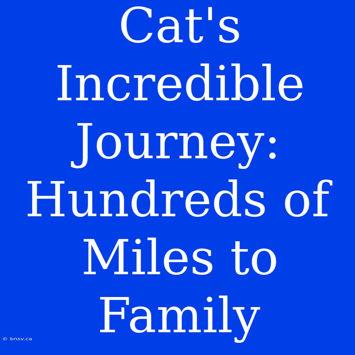 Cat's Incredible Journey: Hundreds Of Miles To Family