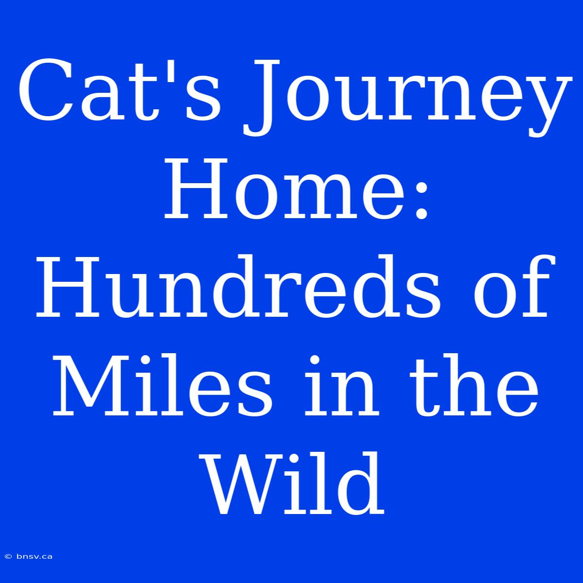 Cat's Journey Home: Hundreds Of Miles In The Wild