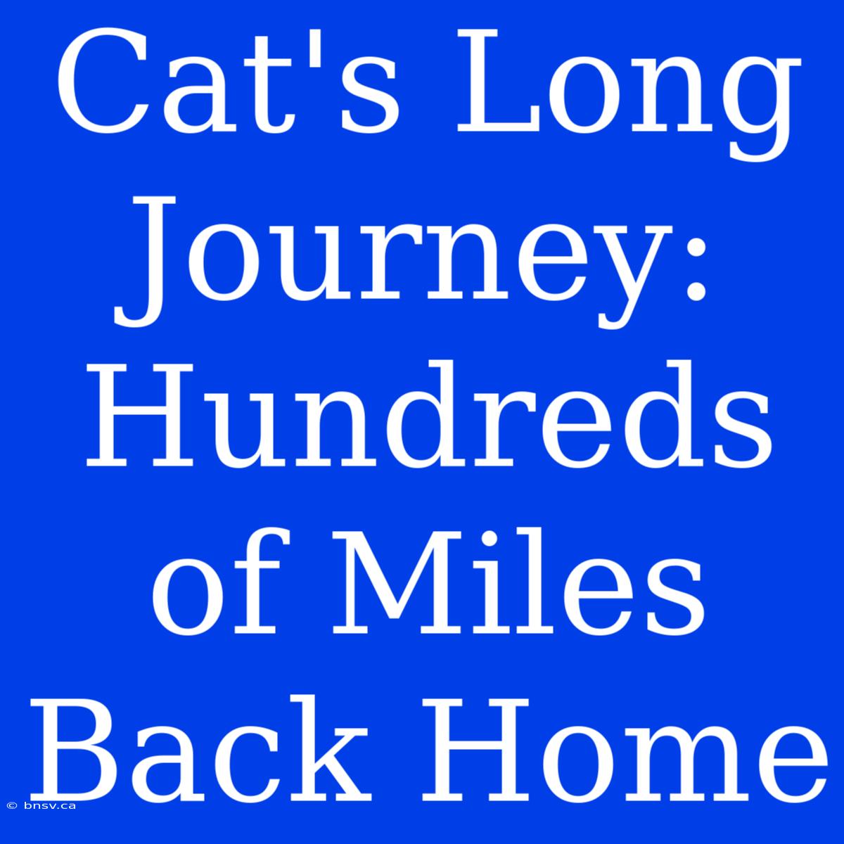 Cat's Long Journey: Hundreds Of Miles Back Home