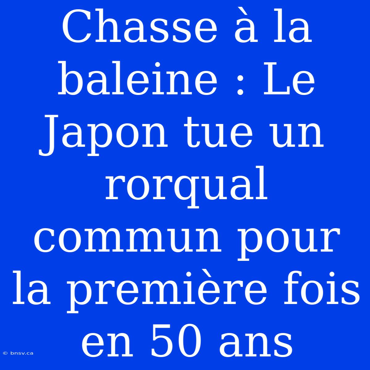 Chasse À La Baleine : Le Japon Tue Un Rorqual Commun Pour La Première Fois En 50 Ans