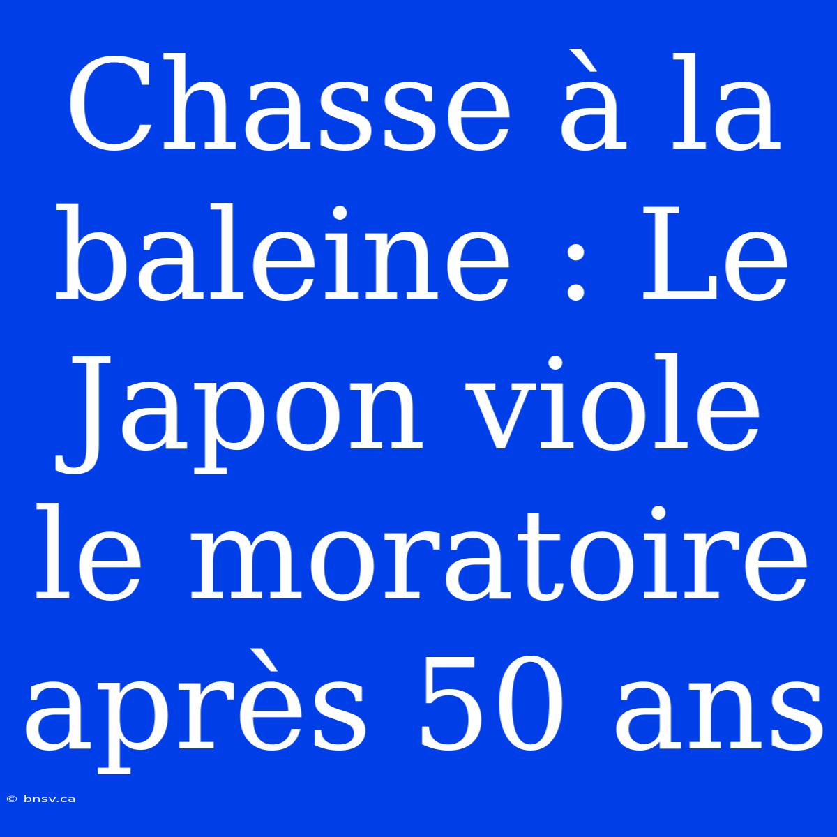 Chasse À La Baleine : Le Japon Viole Le Moratoire Après 50 Ans