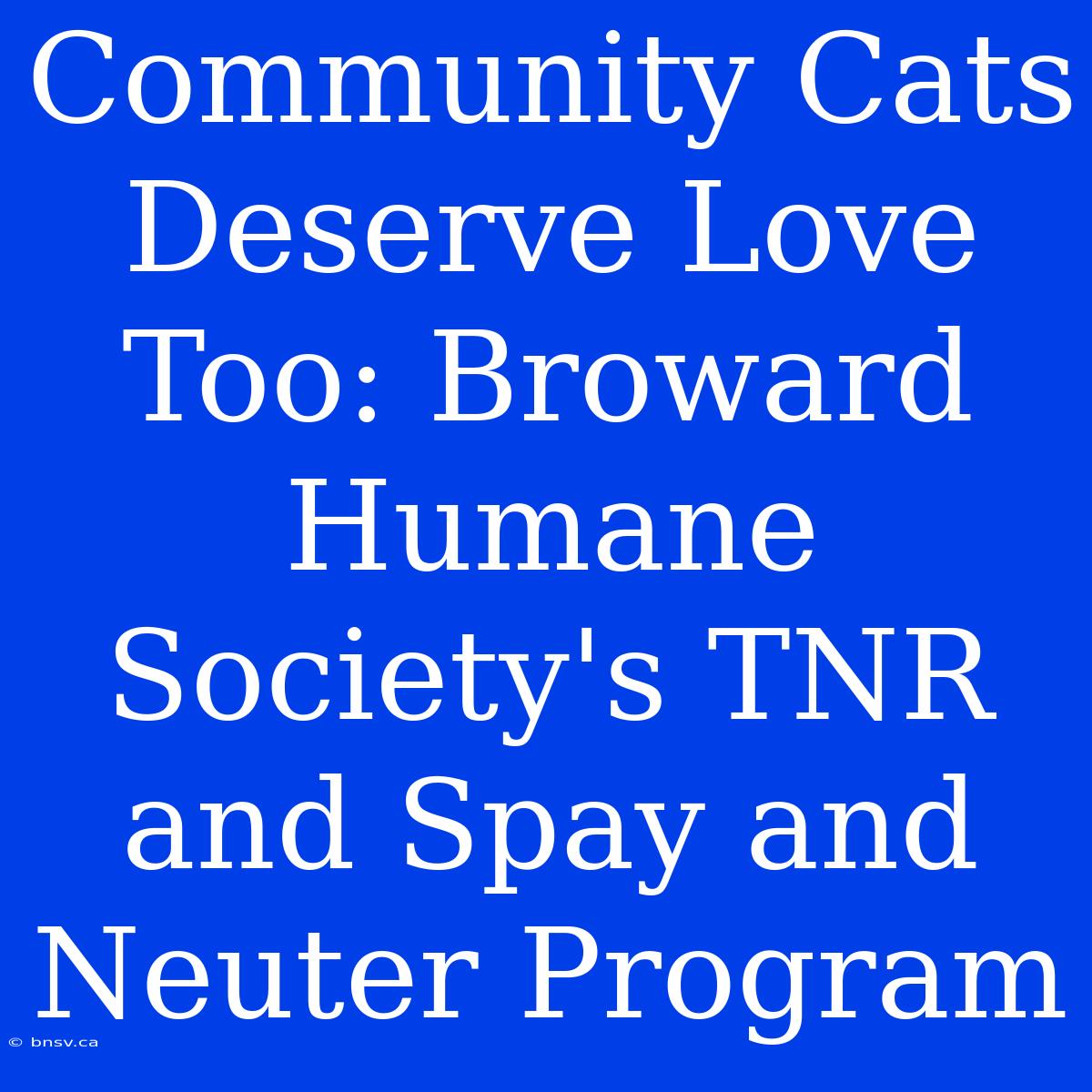 Community Cats Deserve Love Too: Broward Humane Society's TNR And Spay And Neuter Program