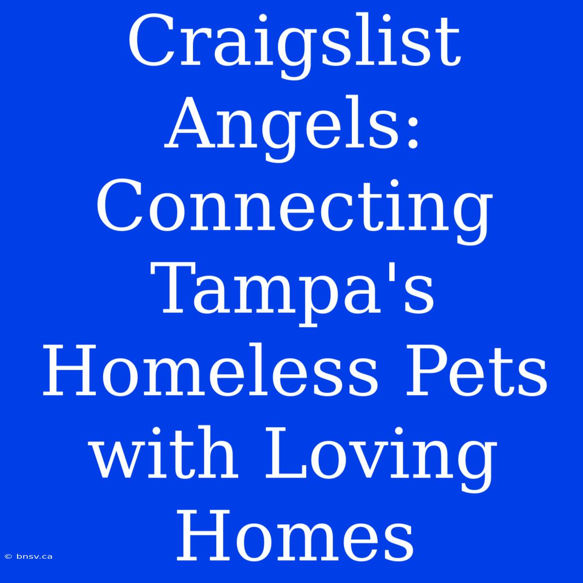 Craigslist Angels: Connecting Tampa's Homeless Pets With Loving Homes