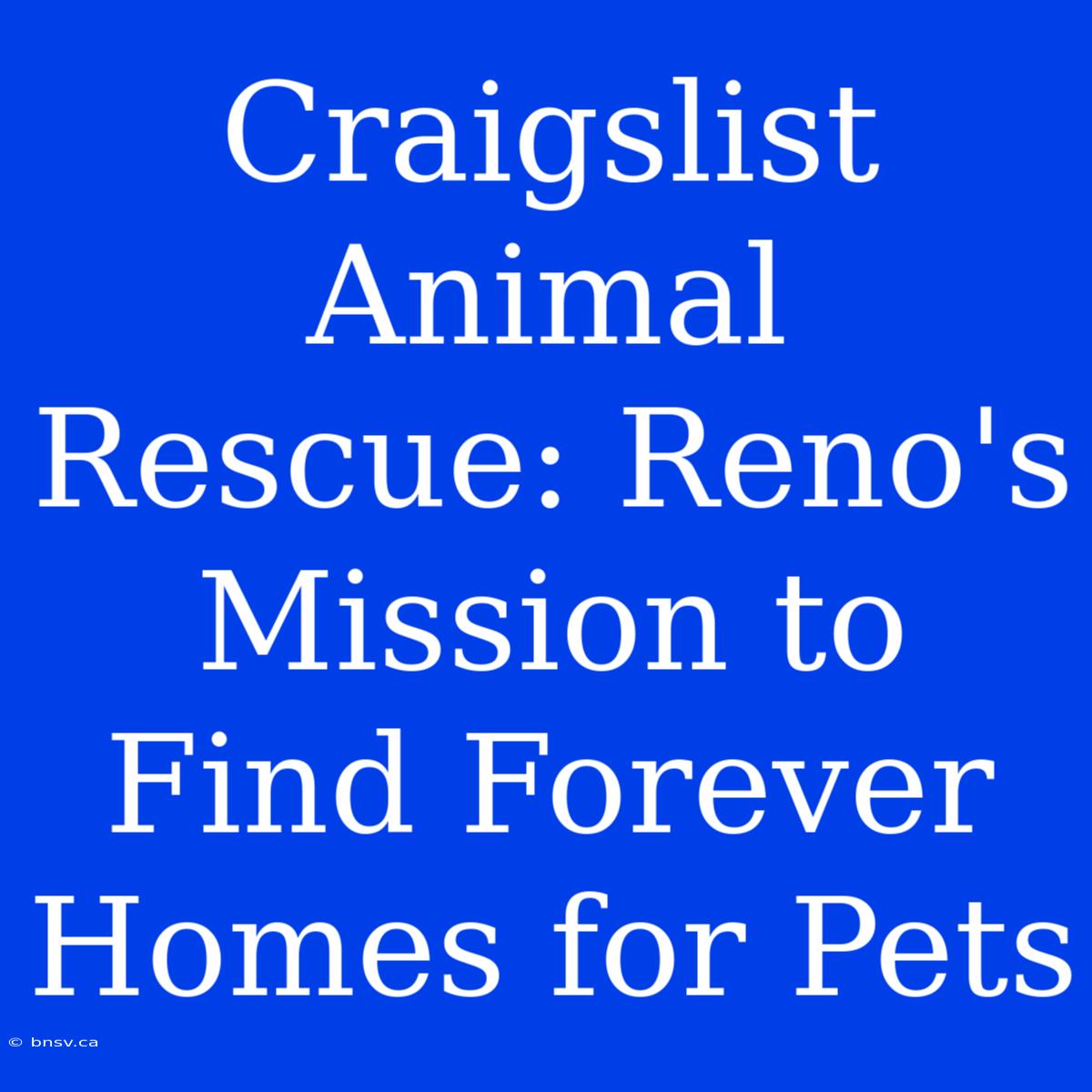 Craigslist Animal Rescue: Reno's Mission To Find Forever Homes For Pets