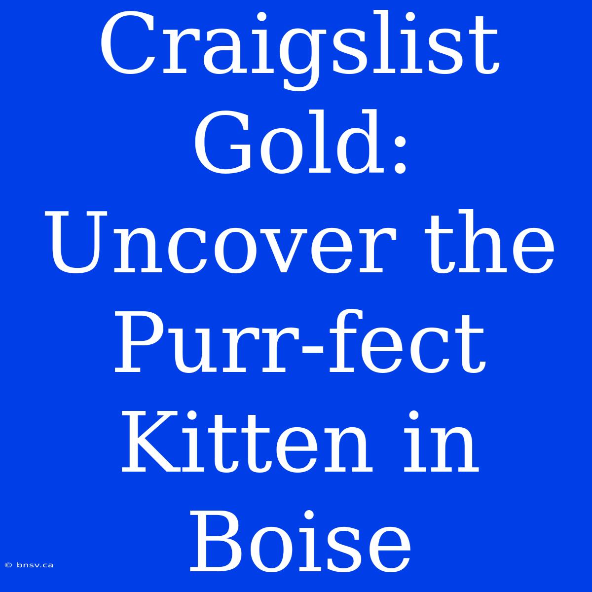 Craigslist Gold: Uncover The Purr-fect Kitten In Boise