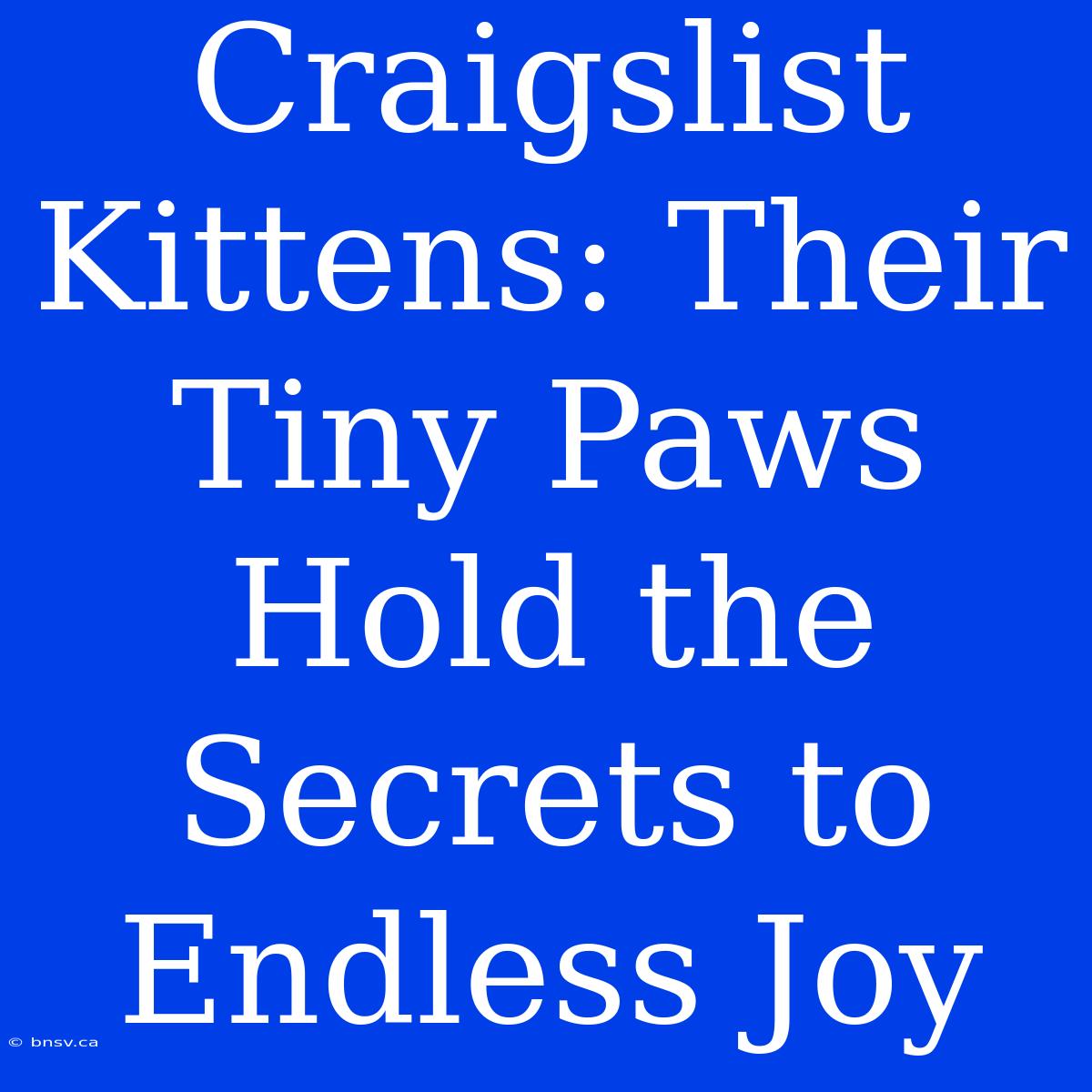 Craigslist Kittens: Their Tiny Paws Hold The Secrets To Endless Joy