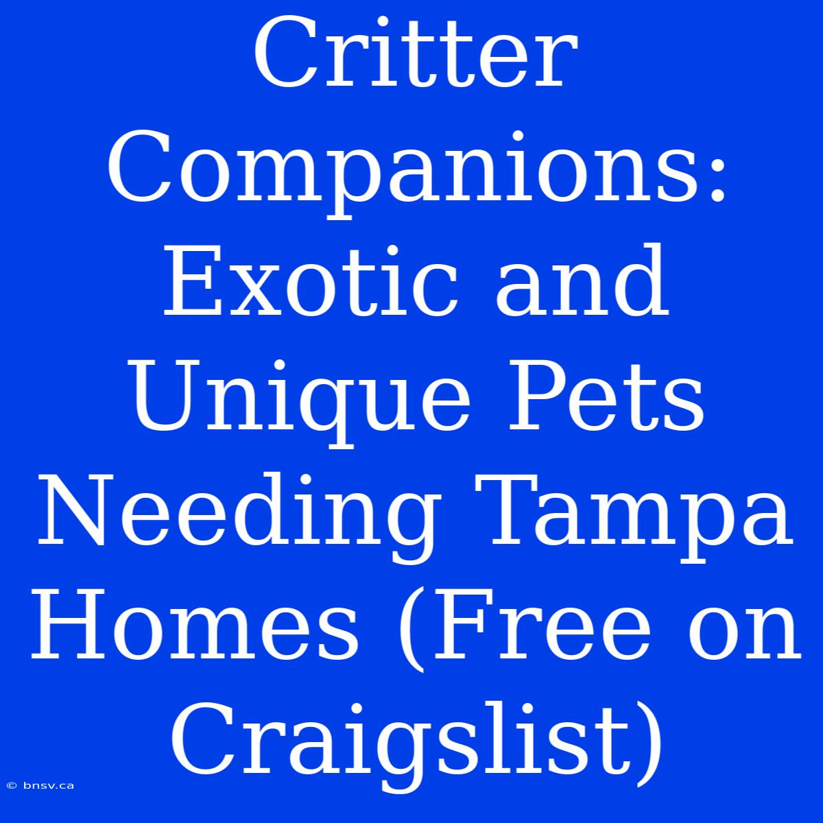 Critter Companions: Exotic And Unique Pets Needing Tampa Homes (Free On Craigslist)