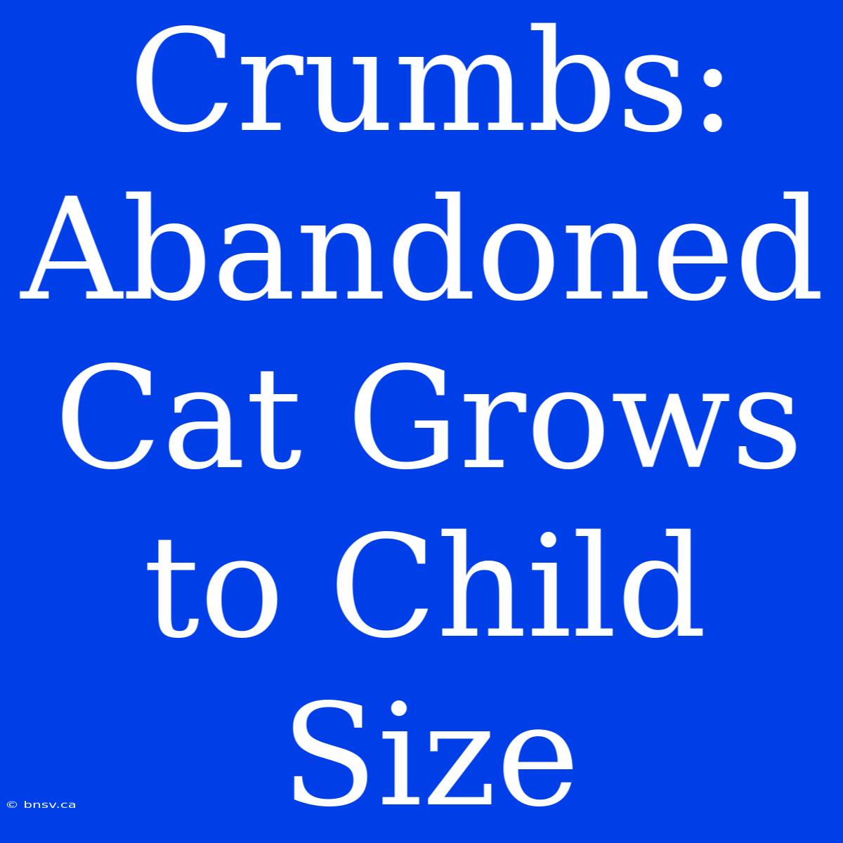 Crumbs: Abandoned Cat Grows To Child Size