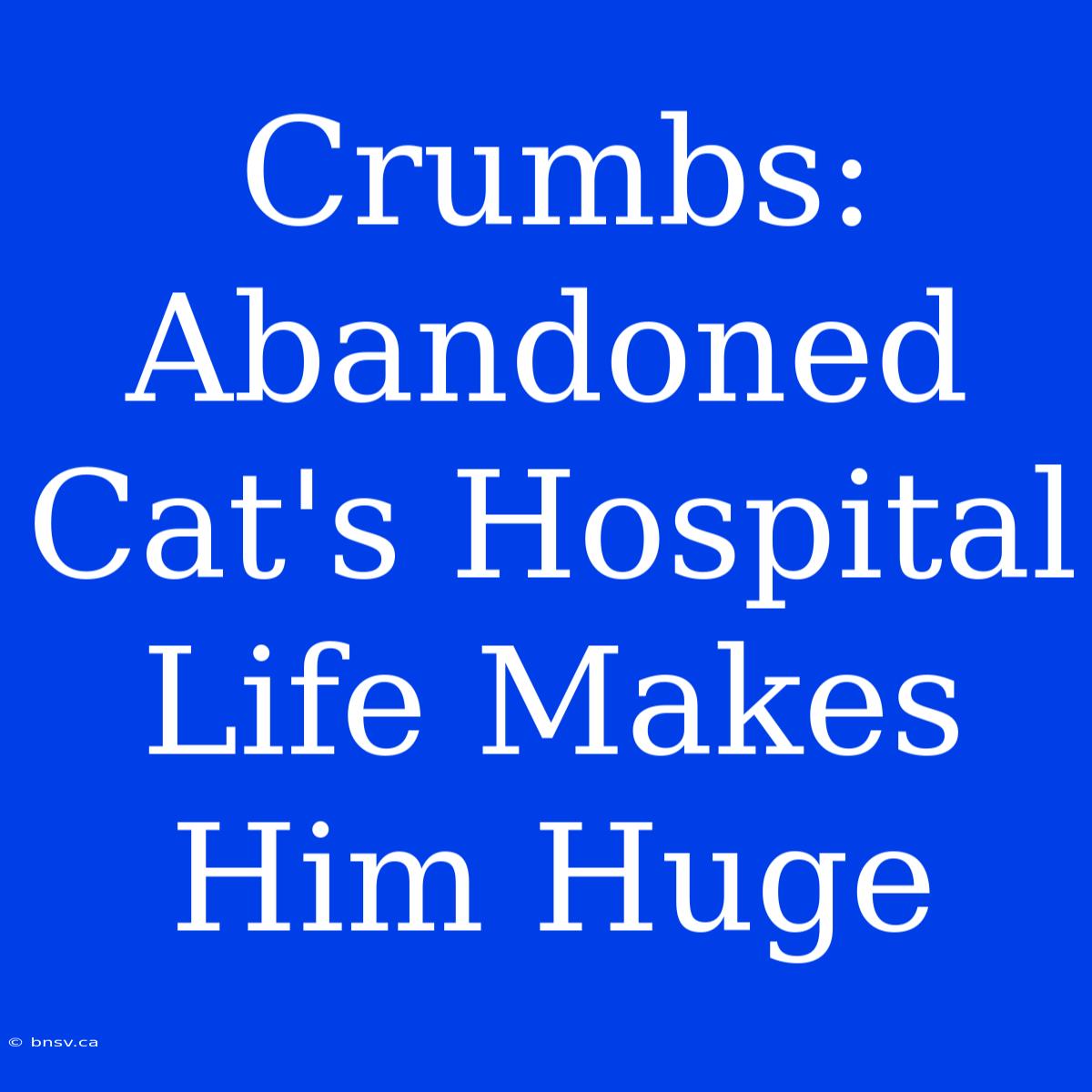 Crumbs: Abandoned Cat's Hospital Life Makes Him Huge