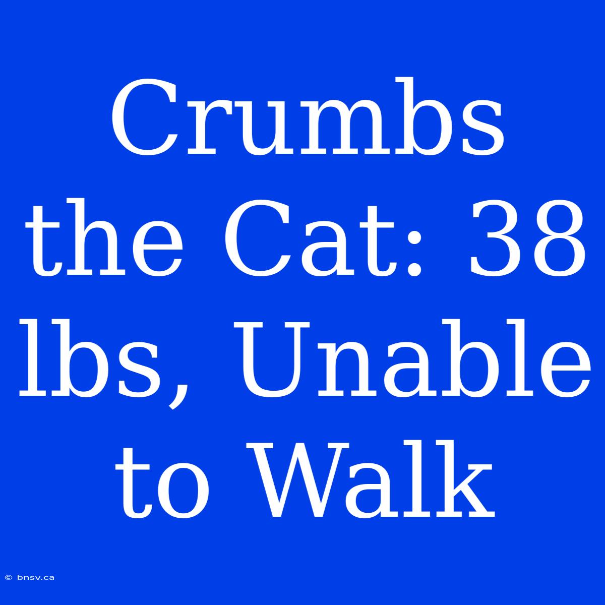 Crumbs The Cat: 38 Lbs, Unable To Walk