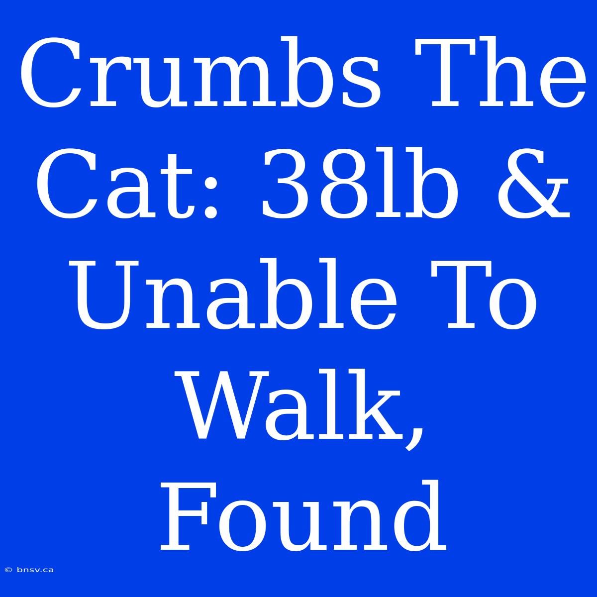 Crumbs The Cat: 38lb & Unable To Walk, Found