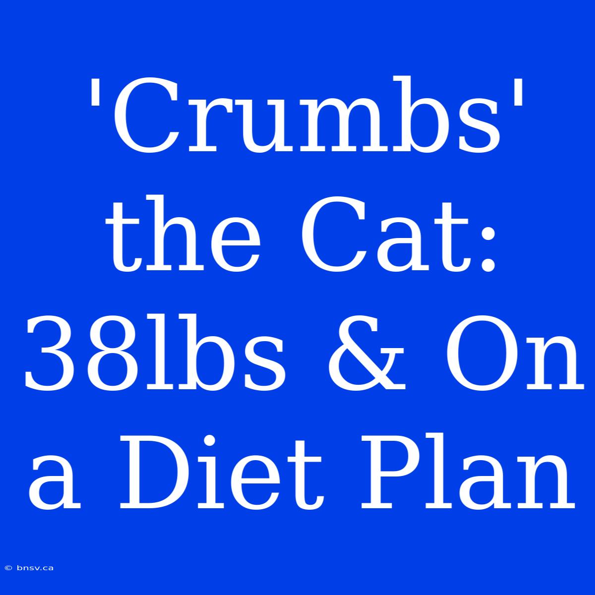 'Crumbs' The Cat: 38lbs & On A Diet Plan