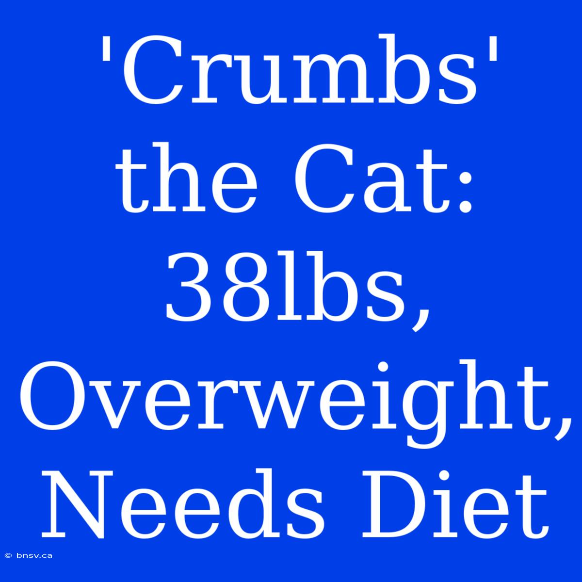 'Crumbs' The Cat: 38lbs, Overweight, Needs Diet