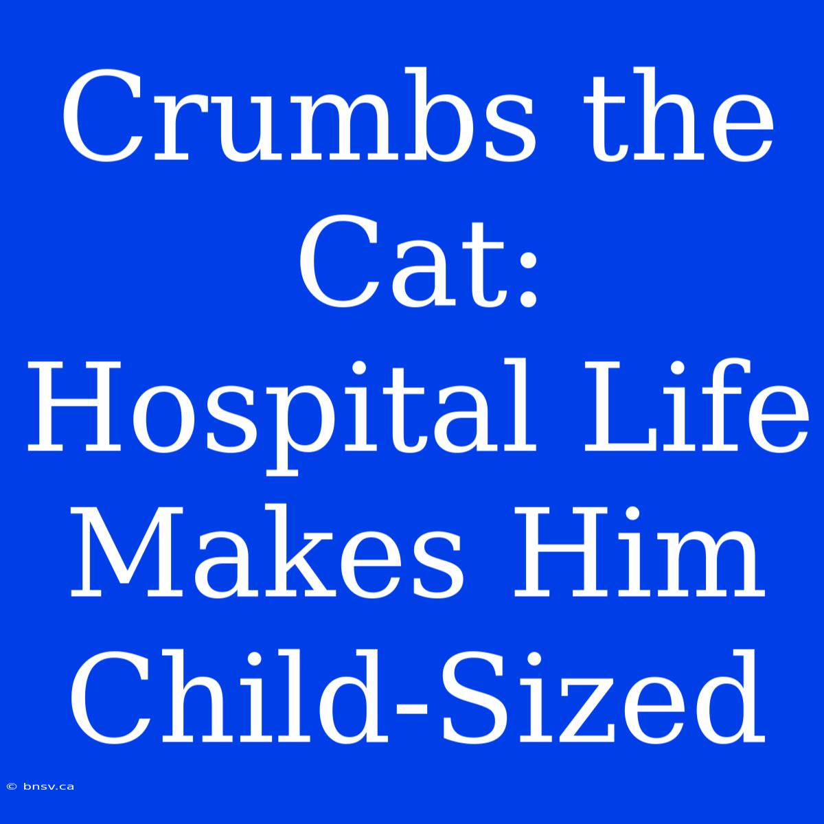 Crumbs The Cat: Hospital Life Makes Him Child-Sized