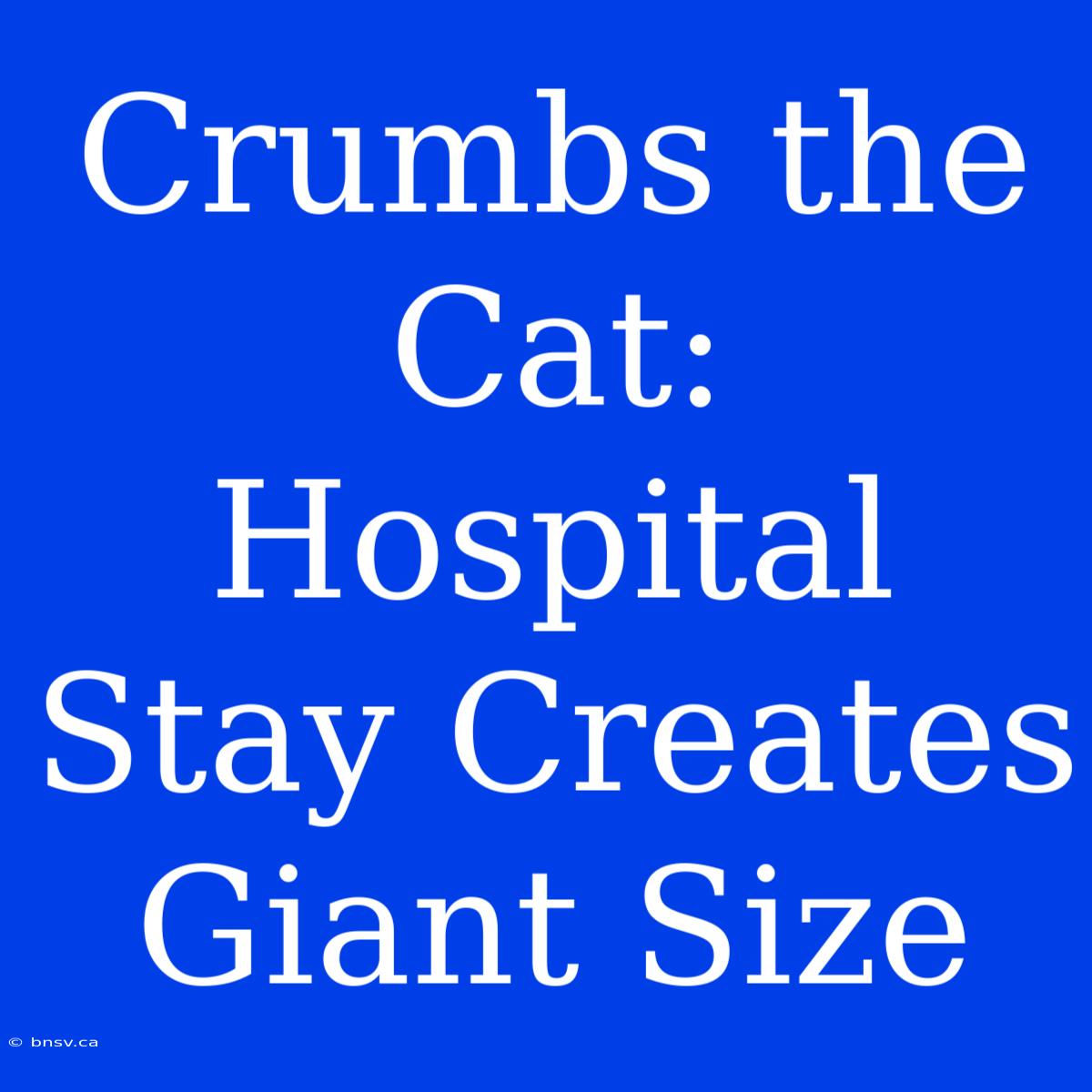 Crumbs The Cat: Hospital Stay Creates Giant Size