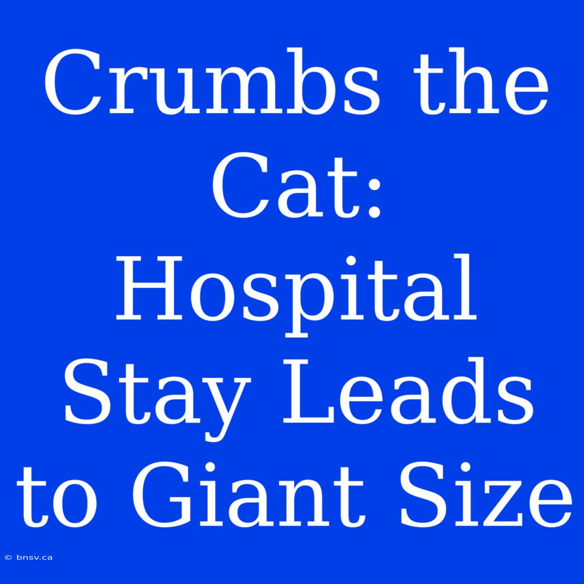 Crumbs The Cat: Hospital Stay Leads To Giant Size