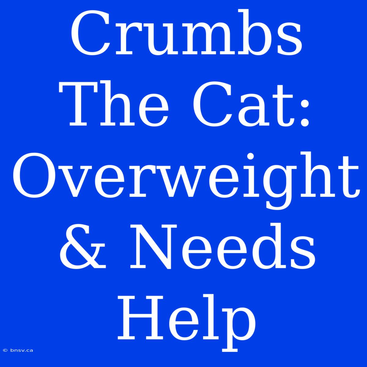 Crumbs The Cat: Overweight & Needs Help