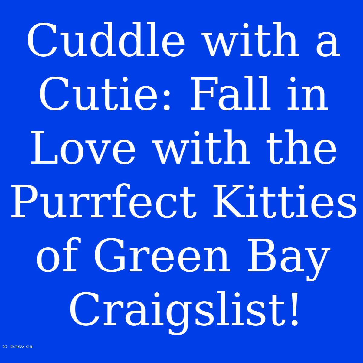 Cuddle With A Cutie: Fall In Love With The Purrfect Kitties Of Green Bay Craigslist!