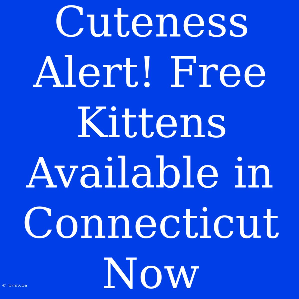 Cuteness Alert! Free Kittens Available In Connecticut Now