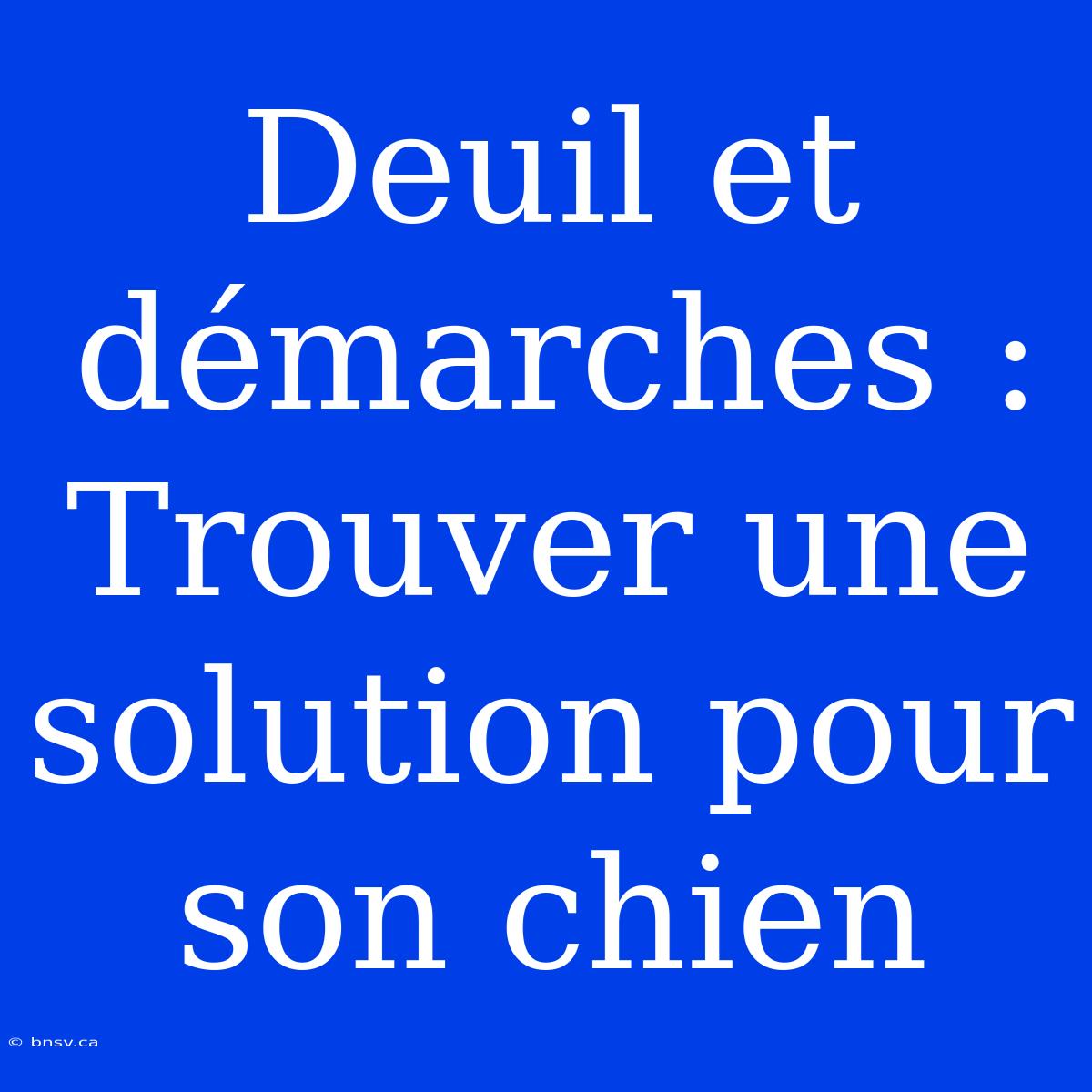 Deuil Et Démarches : Trouver Une Solution Pour Son Chien