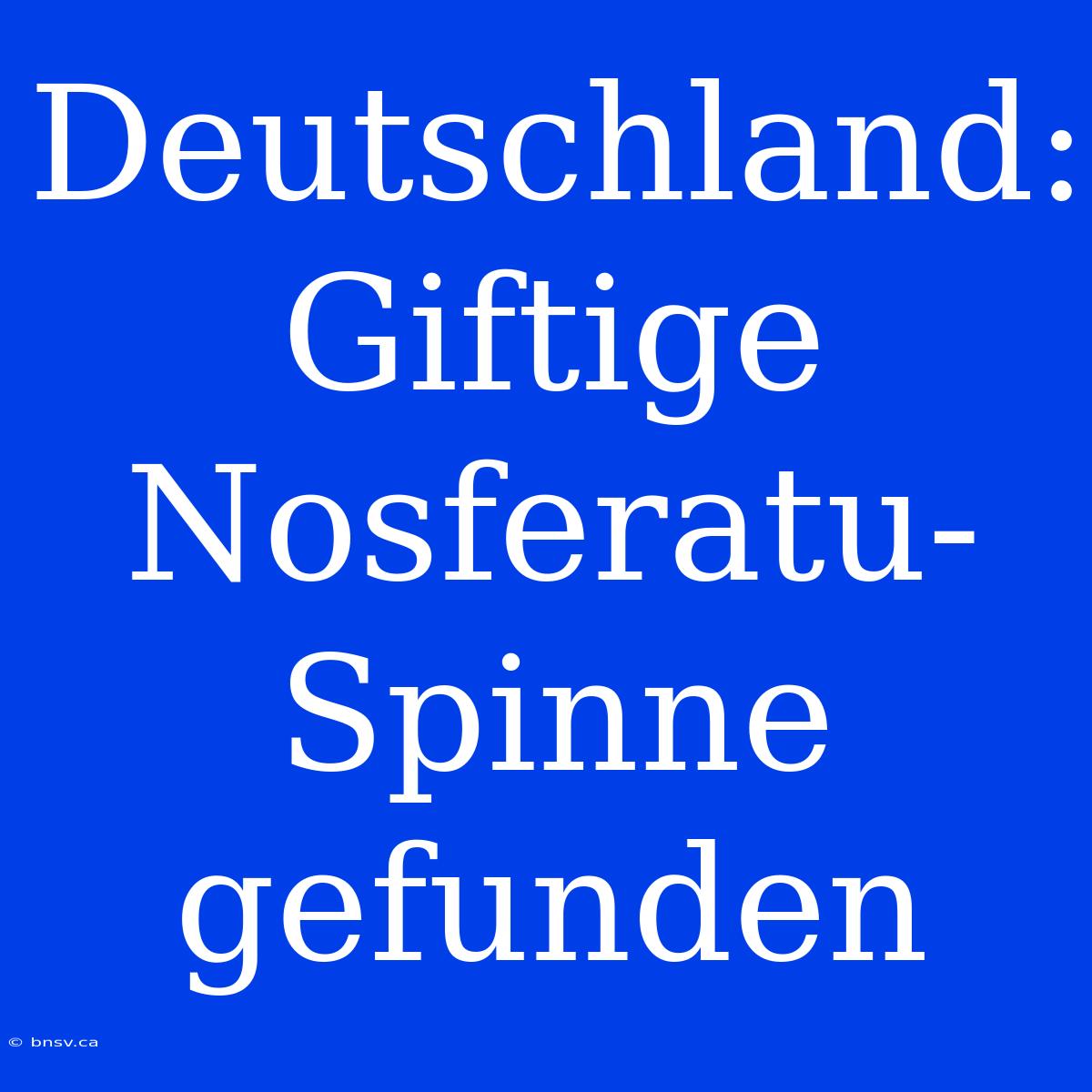 Deutschland: Giftige Nosferatu-Spinne Gefunden