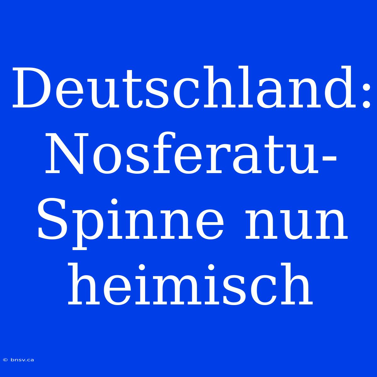 Deutschland: Nosferatu-Spinne Nun Heimisch