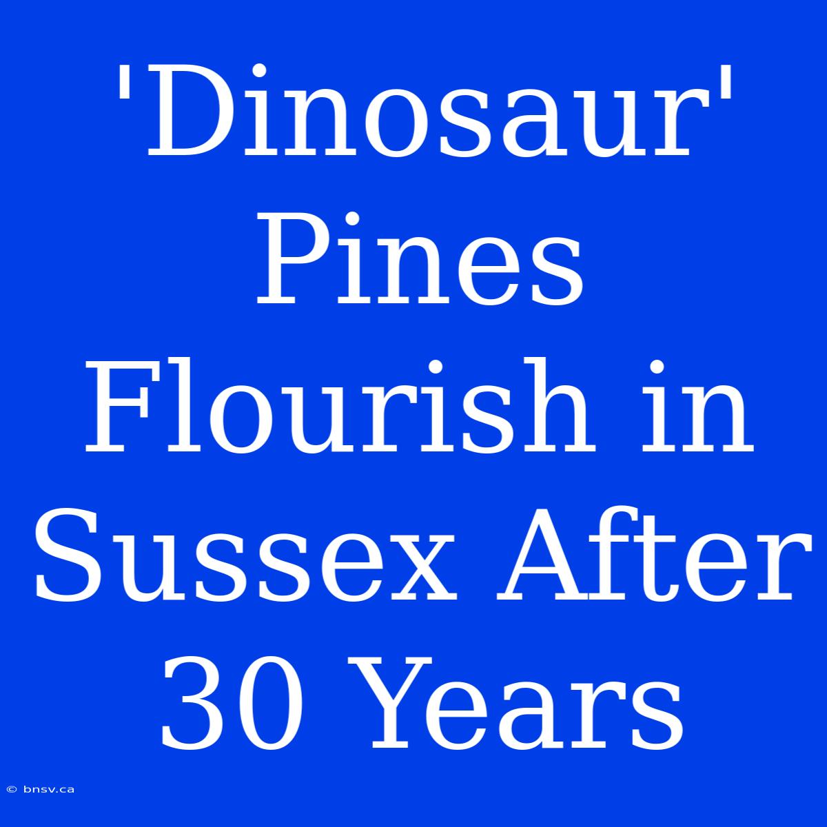 'Dinosaur' Pines Flourish In Sussex After 30 Years