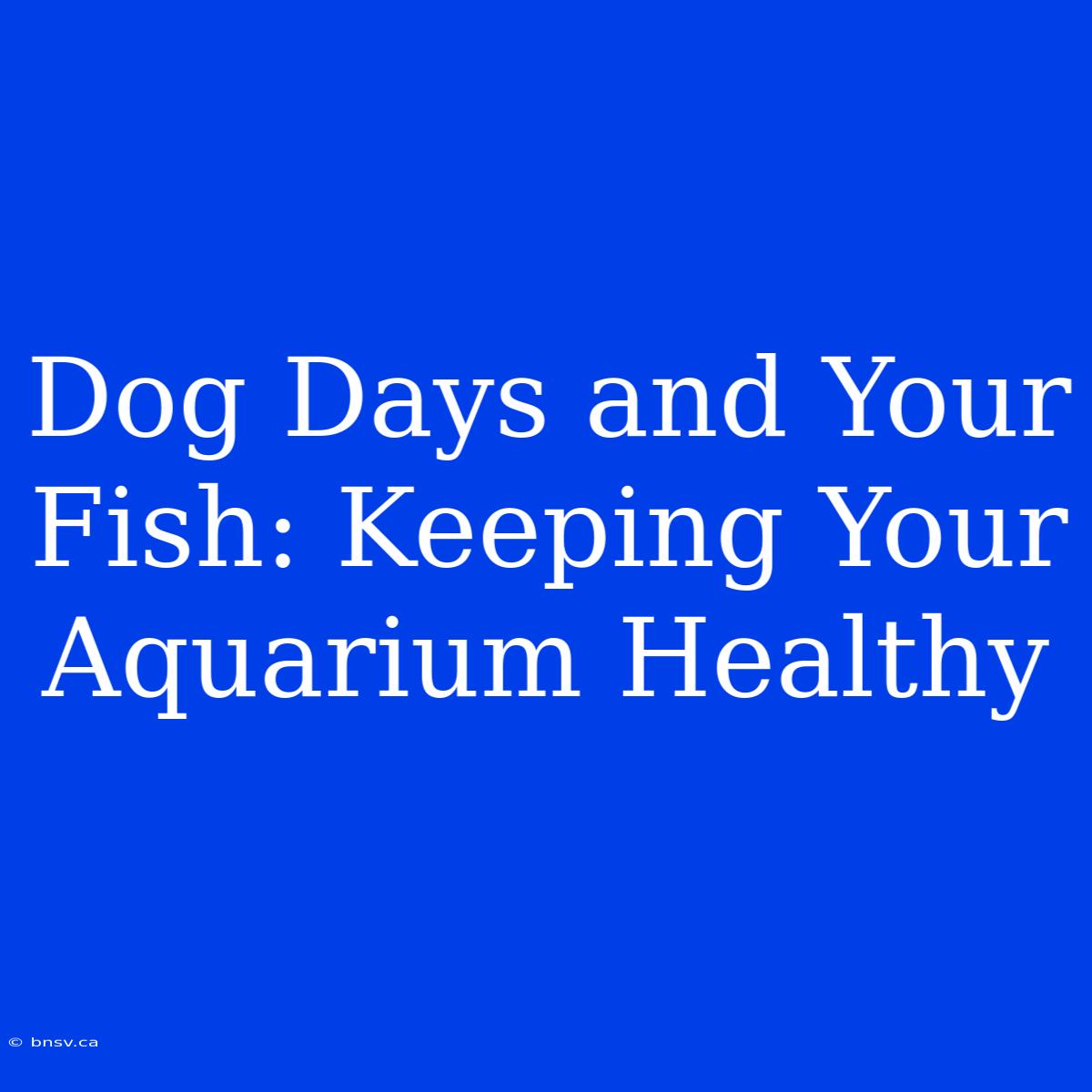 Dog Days And Your Fish: Keeping Your Aquarium Healthy