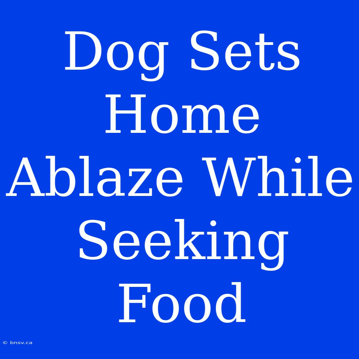 Dog Sets Home Ablaze While Seeking Food