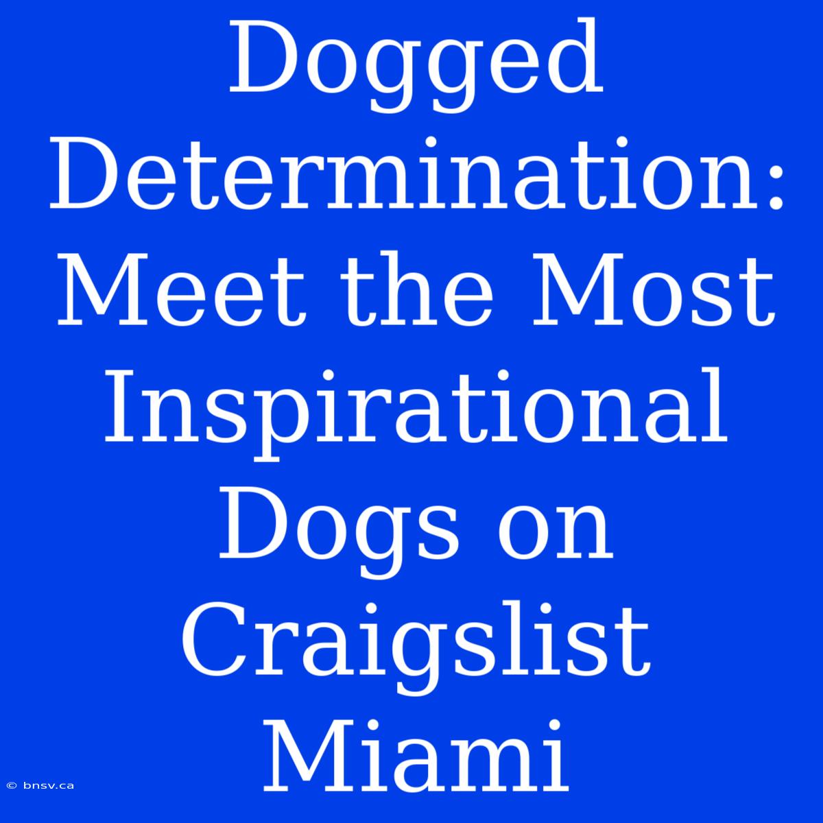 Dogged Determination: Meet The Most Inspirational Dogs On Craigslist Miami