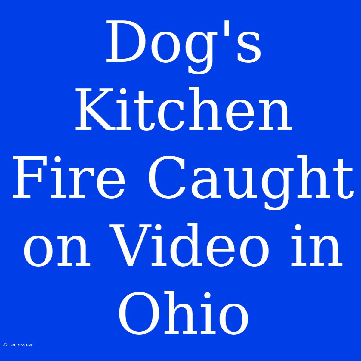 Dog's Kitchen Fire Caught On Video In Ohio