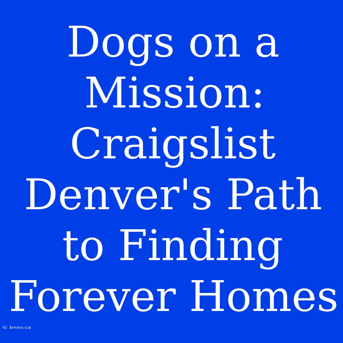 Dogs On A Mission: Craigslist Denver's Path To Finding Forever Homes