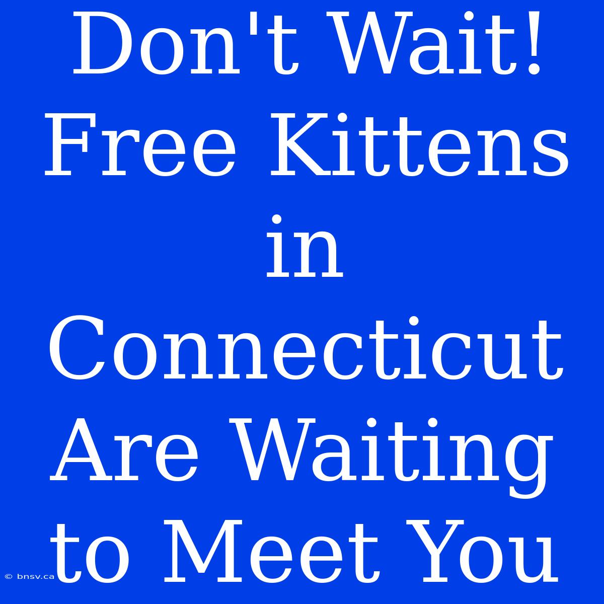 Don't Wait! Free Kittens In Connecticut Are Waiting To Meet You