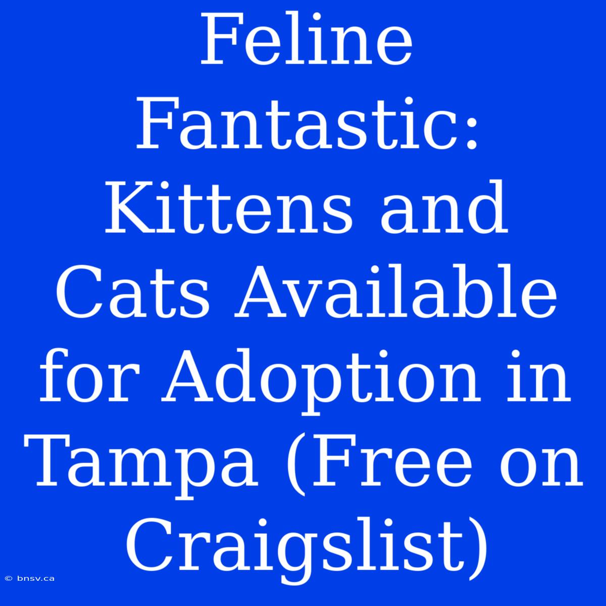 Feline Fantastic: Kittens And Cats Available For Adoption In Tampa (Free On Craigslist)