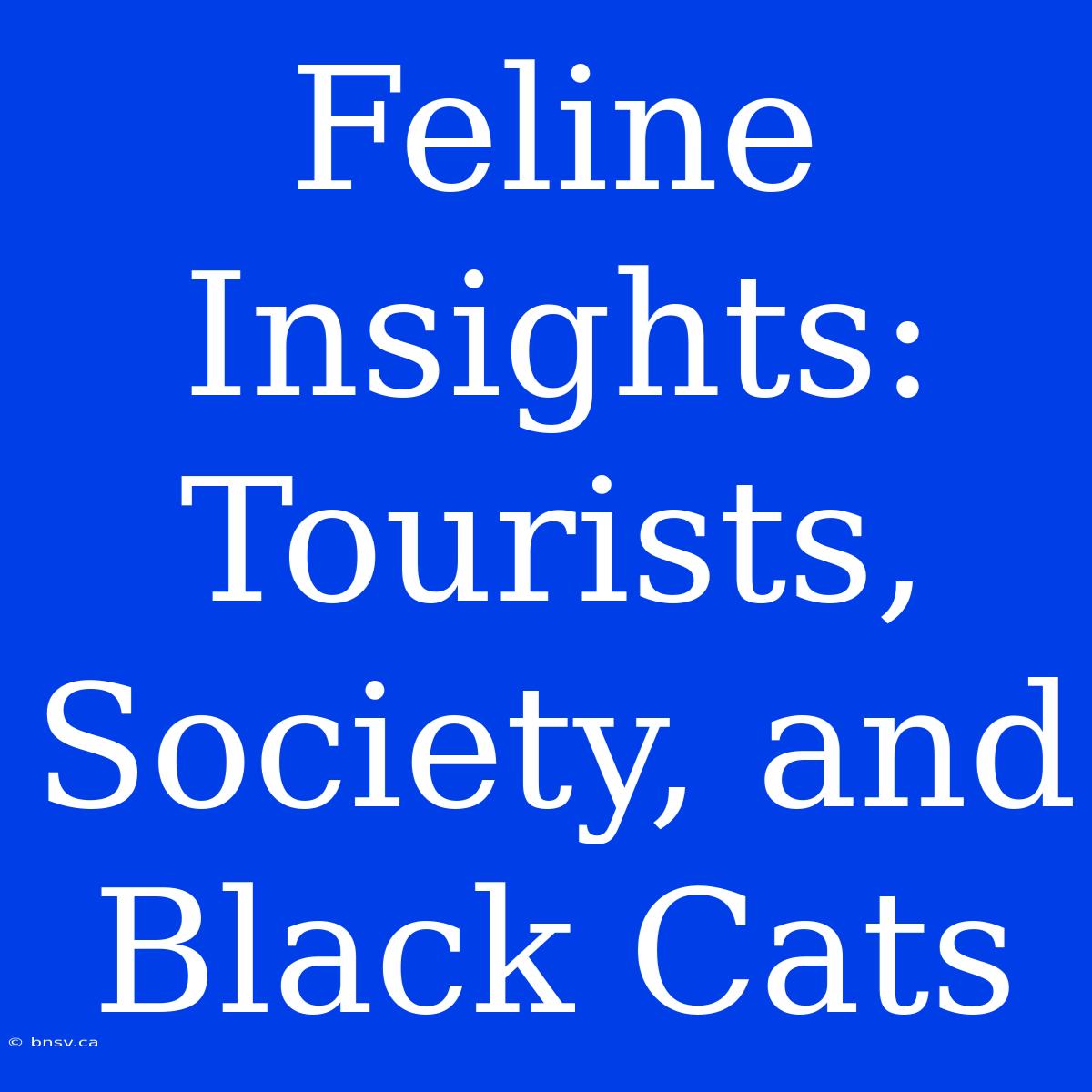 Feline Insights: Tourists, Society, And Black Cats