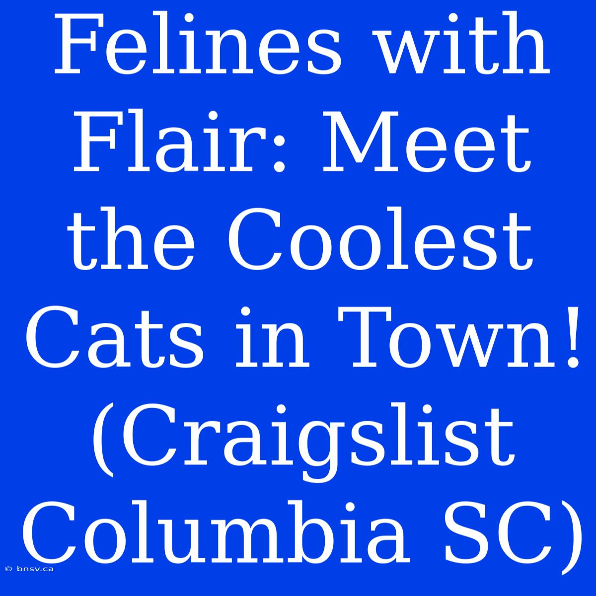 Felines With Flair: Meet The Coolest Cats In Town! (Craigslist Columbia SC)