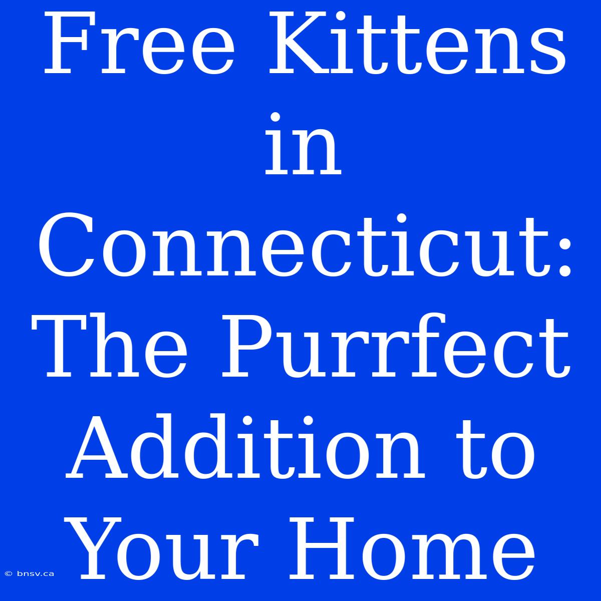 Free Kittens In Connecticut: The Purrfect Addition To Your Home