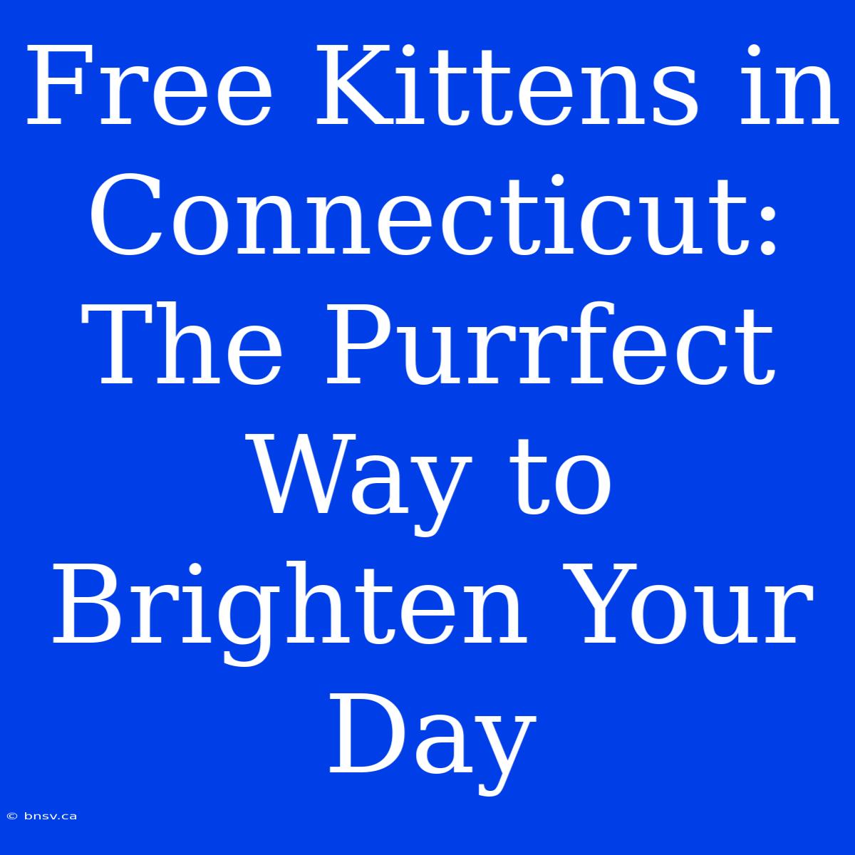 Free Kittens In Connecticut: The Purrfect Way To Brighten Your Day