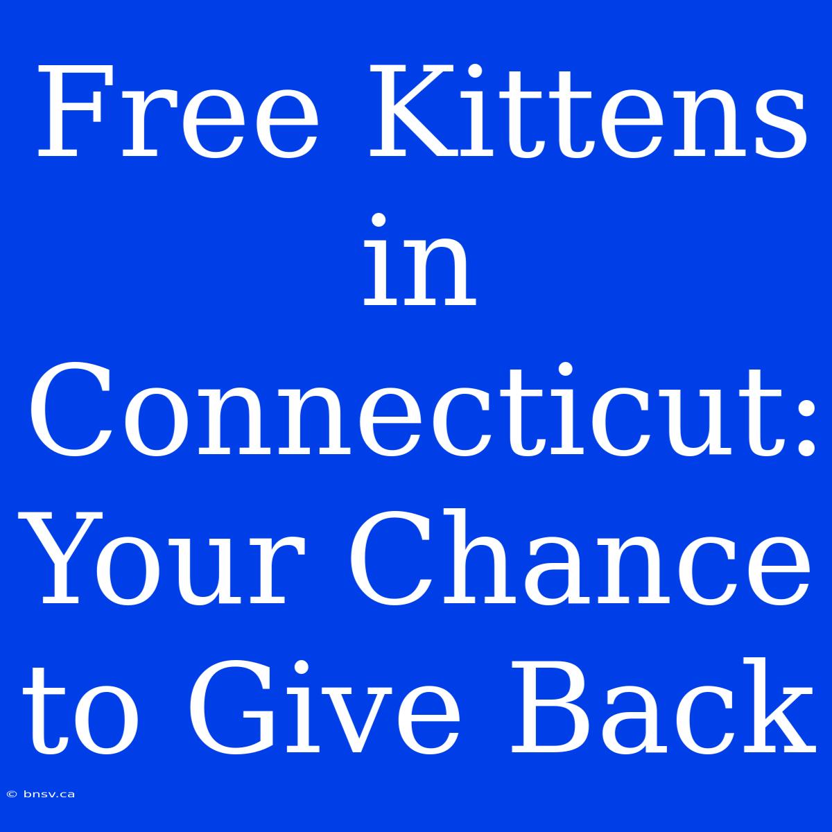 Free Kittens In Connecticut: Your Chance To Give Back