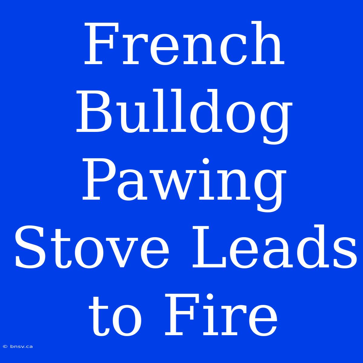 French Bulldog Pawing Stove Leads To Fire