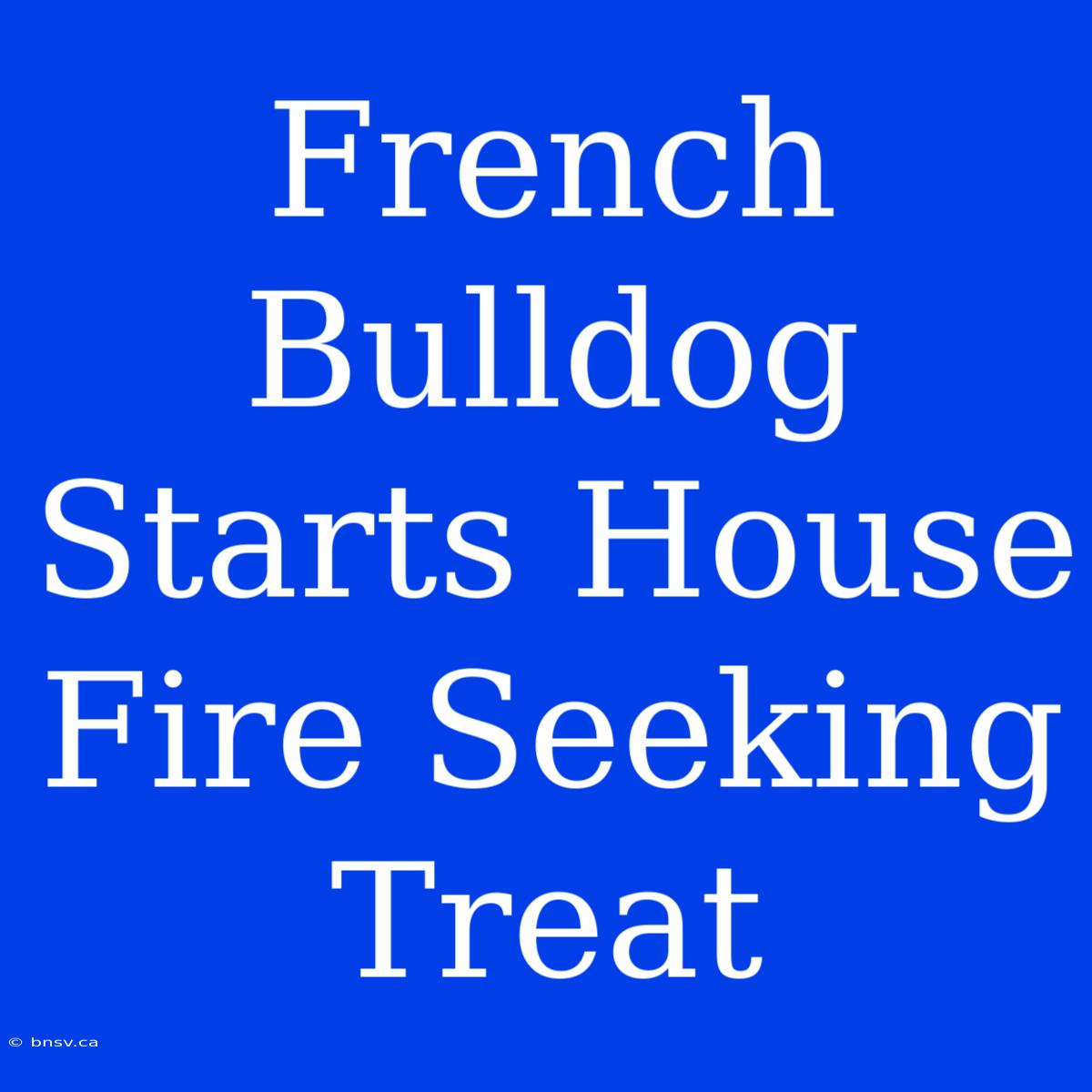 French Bulldog Starts House Fire Seeking Treat